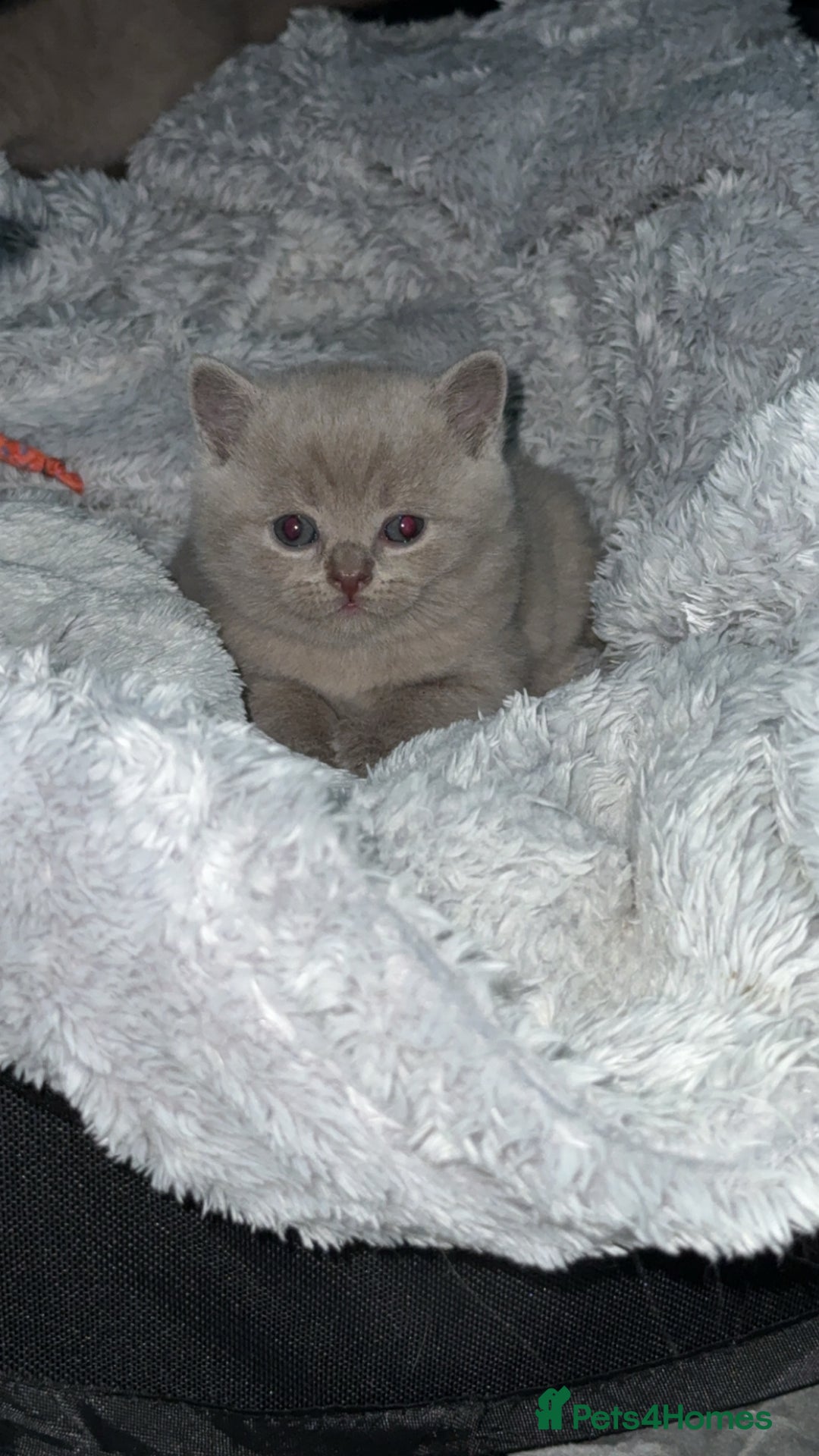 British Shorthair cats for sale: British blue shorthair in Bradford - Image 7