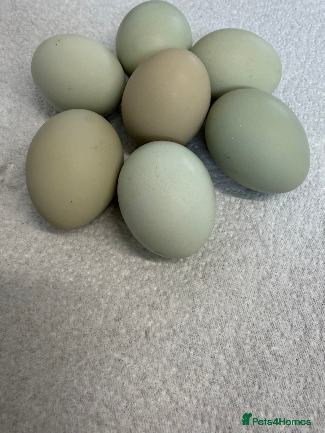 Chickens poultry for sale: Fertile hatching eggs available. One day old chick - Image 6