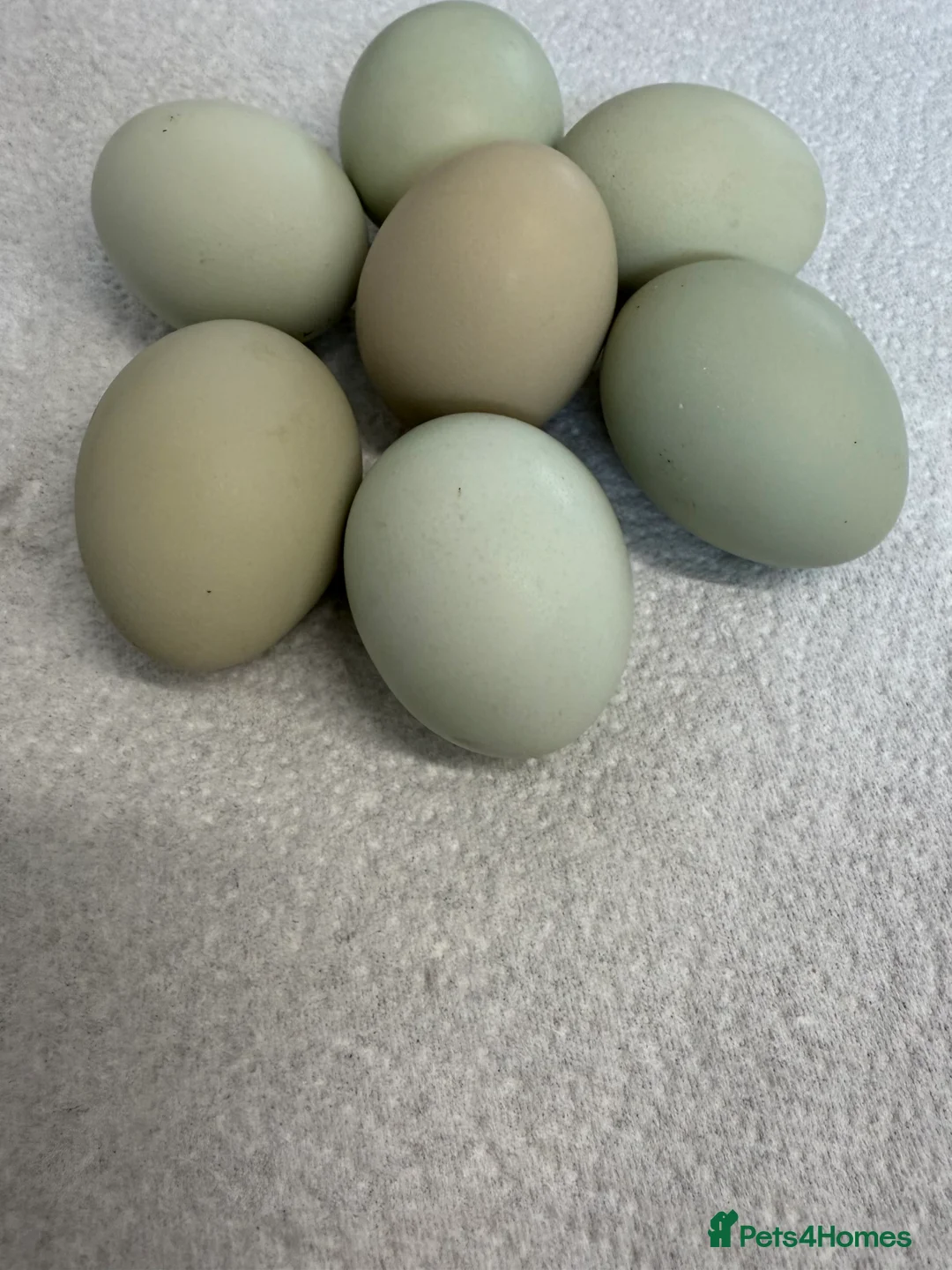 Chickens poultry for sale: Hatching eggs available. One day old chick -pol - Advert 9