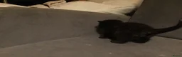 Mixed Breed cats for sale: Black kittens - Advert 11