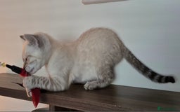 Bengal cats for sale: Tica registered Snow Bengal Boys - Image 9