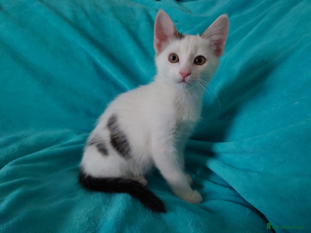 European cats for sale: Kittens for sale - Image 4