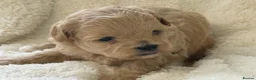 Maltipoo dogs for sale: Stunning Maltipoo’s - Advert 9