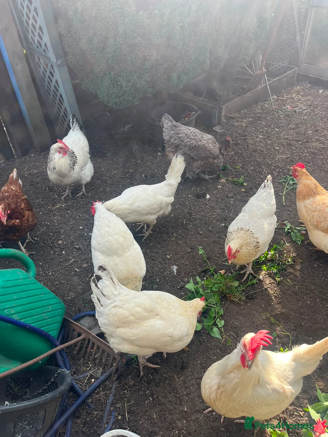 Chickens poultry for sale: Laying hens in Leighton Buzzard - Advert 2