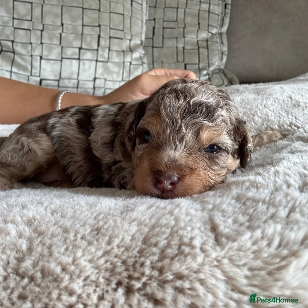 Cavapoo dogs for sale: Fully heath cheeked Cavapoos  - Advert 18