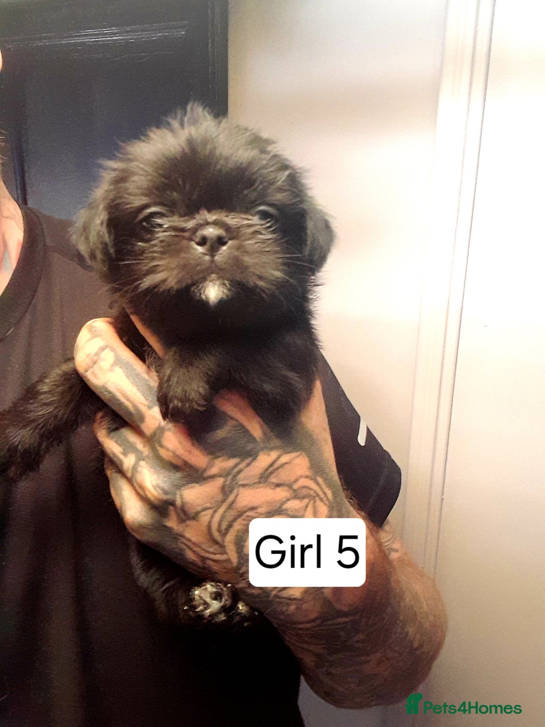Mixed Breed dogs for sale: Pugzu puppies  - Image 10