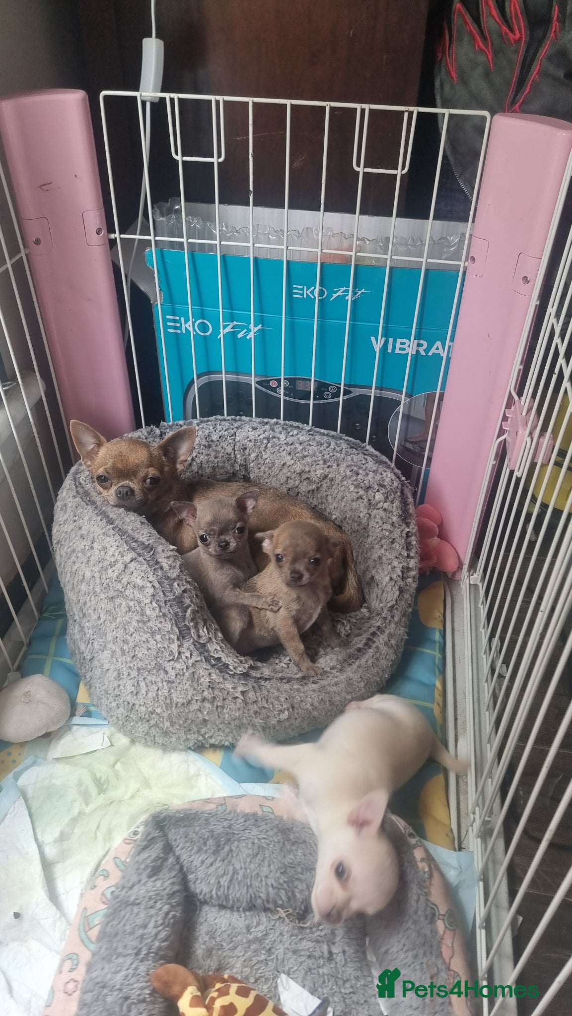 Chihuahua dogs for sale: Exquisite teeny Chihuahua puppies - Advert 8