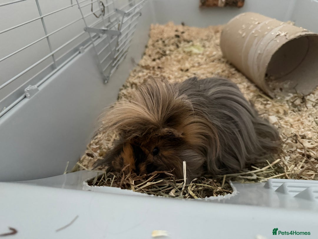 Guinea Pig rodents for sale: Guinea pigs for sale - Advert 3