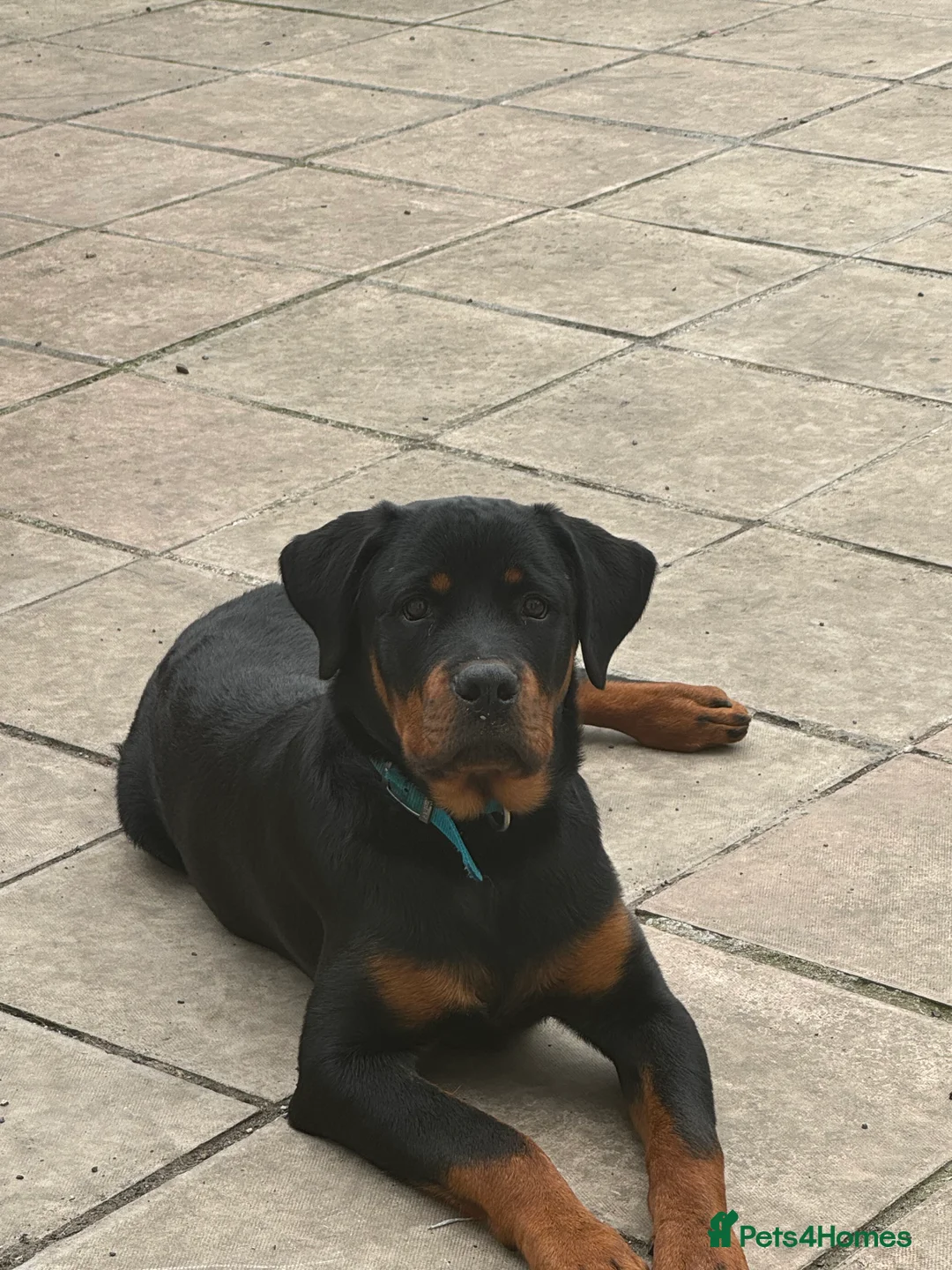 Rottweiler dogs for stud: KC Registered Male Rottweiler – Available for Stud - Advert 2
