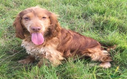 Cocker Spaniel dogs for sale: Cocker spaniel puppies  - Image 10