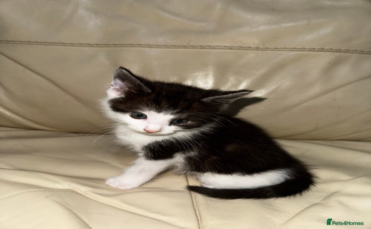 Mixed Breed cats 4 Male Kittens Available - Advert 3