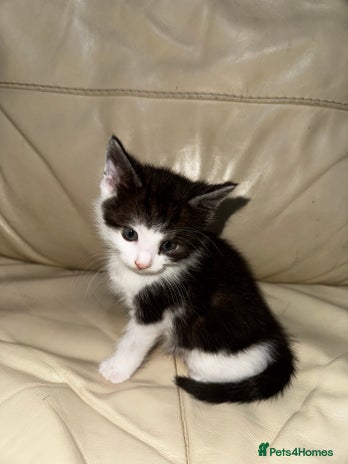 Mixed Breed cats 4 Male Kittens Available - Advert 4