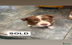 Border Collie dogs for sale: Working red/brown border collie pups 1 BOY LEFT - Image 6