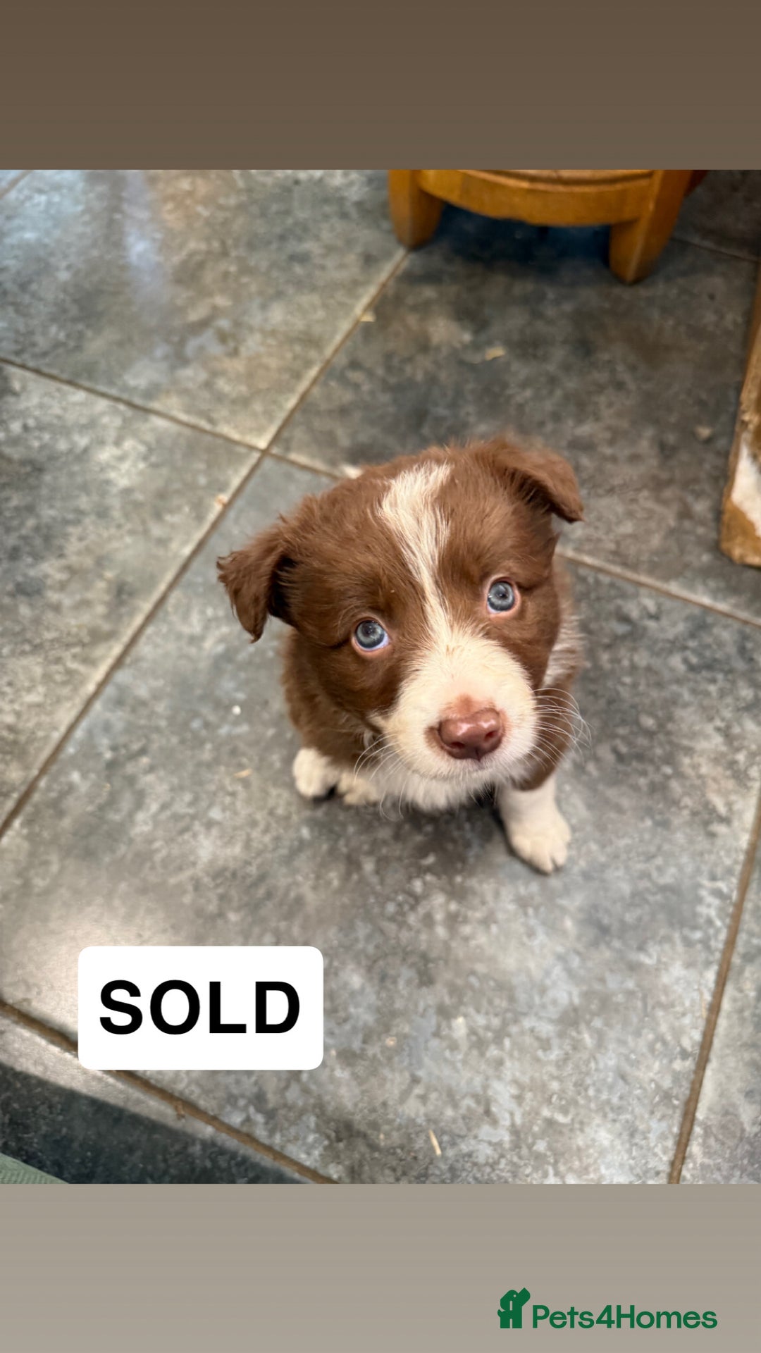 Border Collie dogs for sale: Working red/brown border collie pups 1 BOY LEFT - Image 6