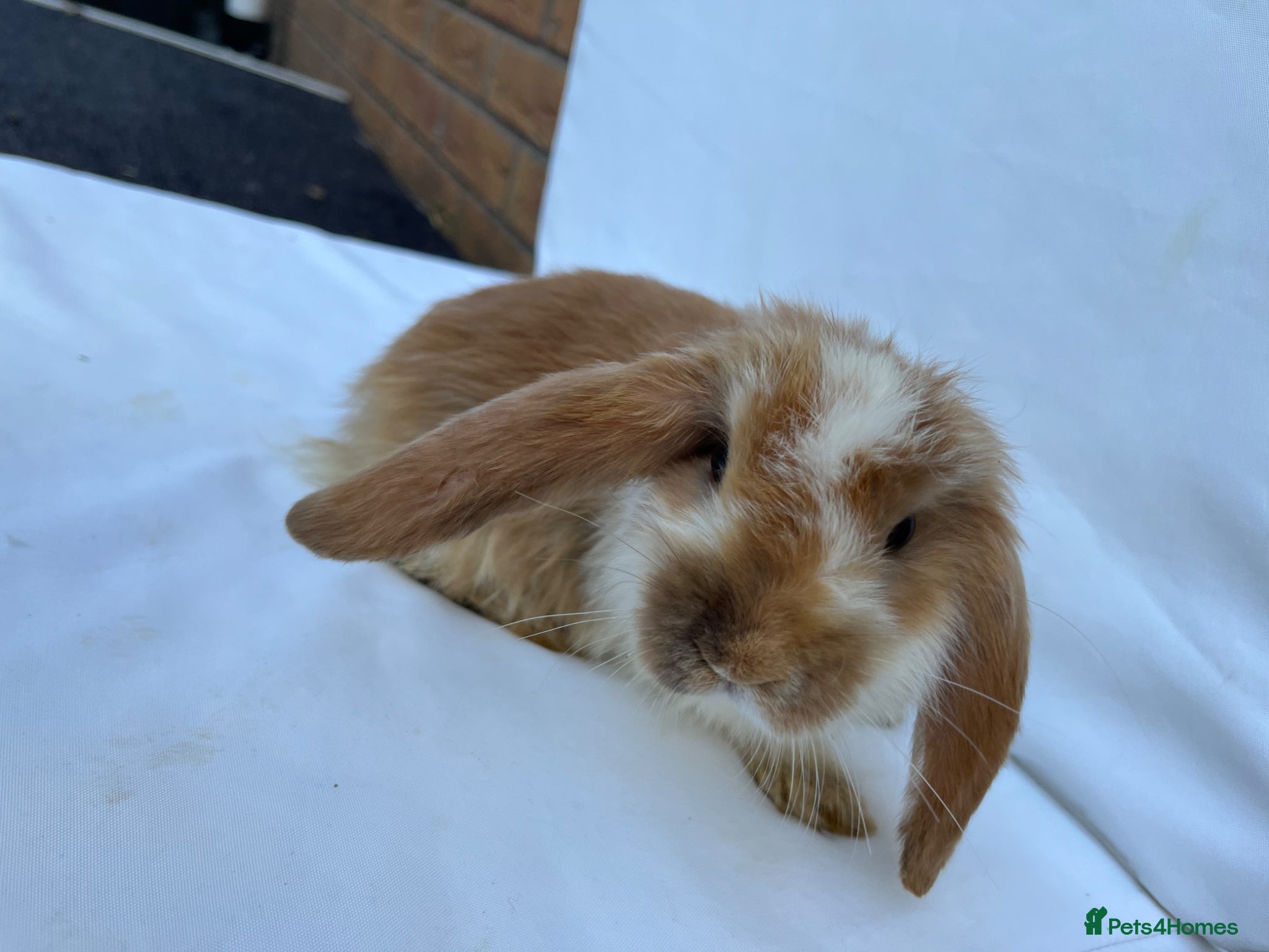 French Lop rabbits for sale: 🐰 Full breed French Lops Ready to Leave 🐰 - Advert 10