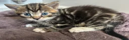 Mixed Breed cats for sale: Beautiful family kittens  - Advert 11