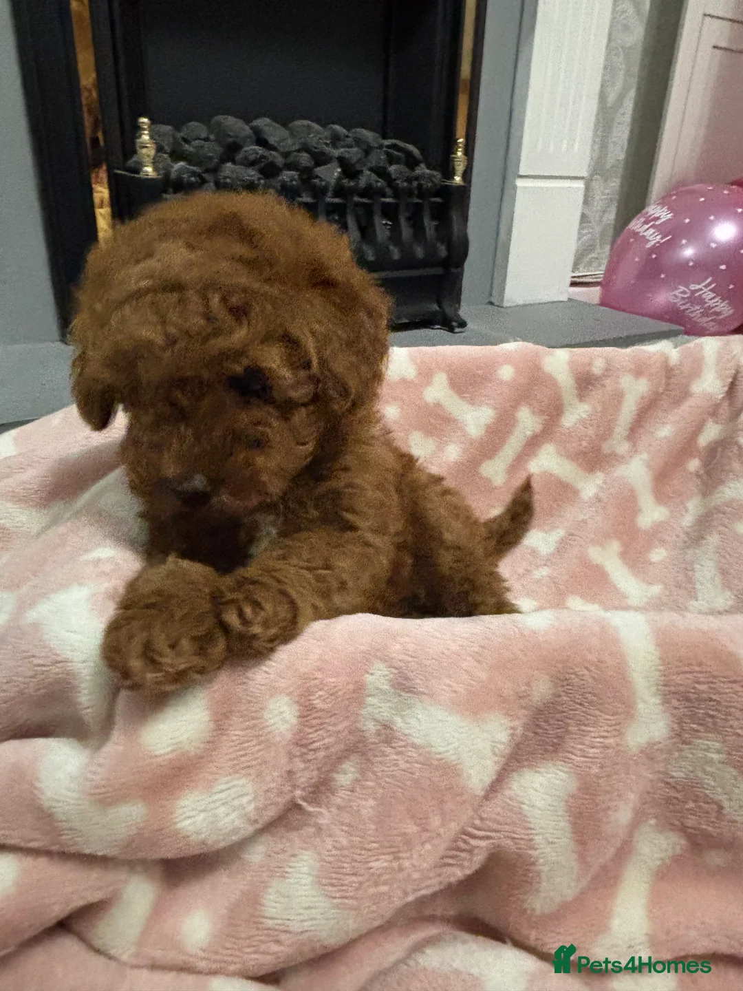 Toy Poodle dogs for sale: 🐾 Stunning Red Toy Poodle Puppies   - Advert 5