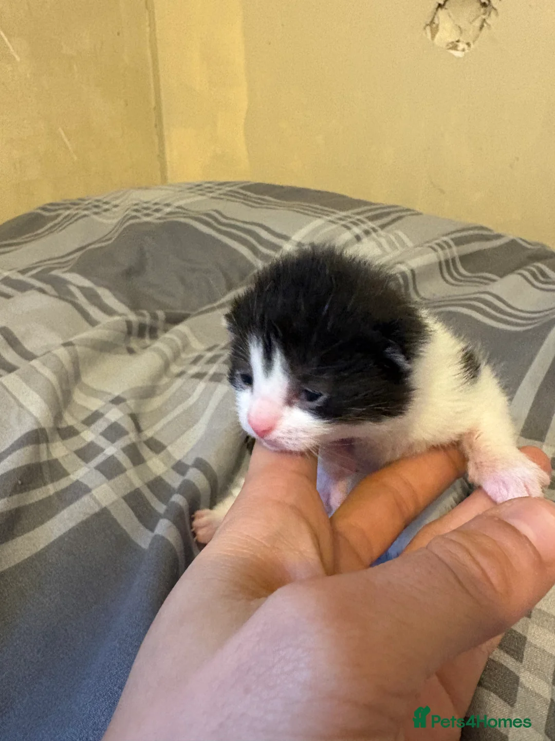 Mixed Breed cats for sale: Kittens  - Advert 3