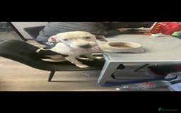 Mixed Breed dogs for sale: STAFFY/SPANIEL CROSS GIRL IN SCARBOROUGH 8 MONTHS  - Image 5