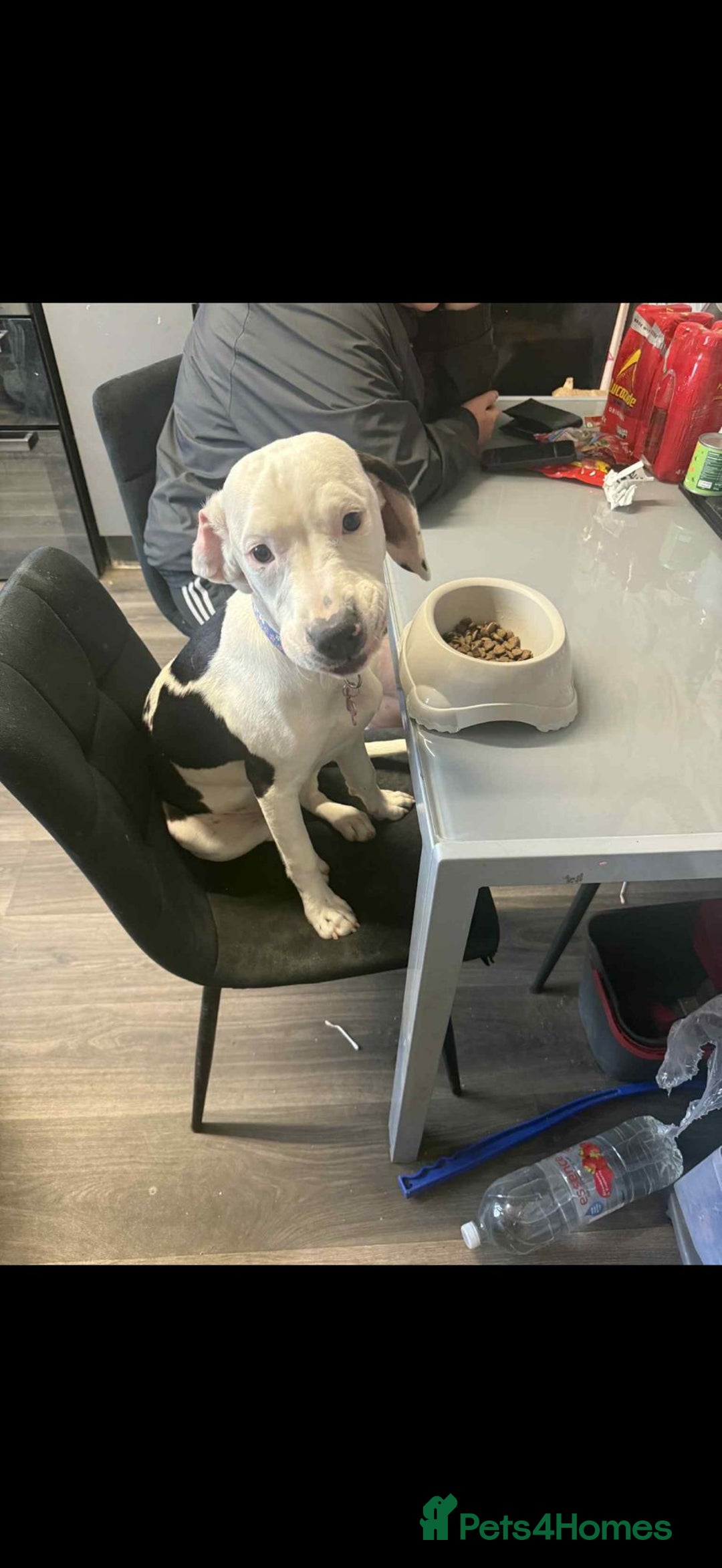 Mixed Breed dogs for sale: STAFFY/SPANIEL CROSS GIRL IN SCARBOROUGH 8 MONTHS  - Image 5
