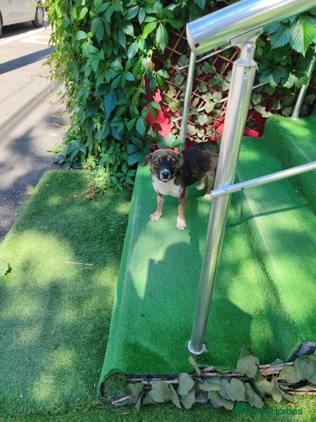 Mixed Breed dogs for adoption: Fig 🩷 in Witney - Advert 4