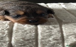 Jackapoo dogs for sale: 🐶🐾 F1 Minature Jackapoos 🐶🐾 - Image 25