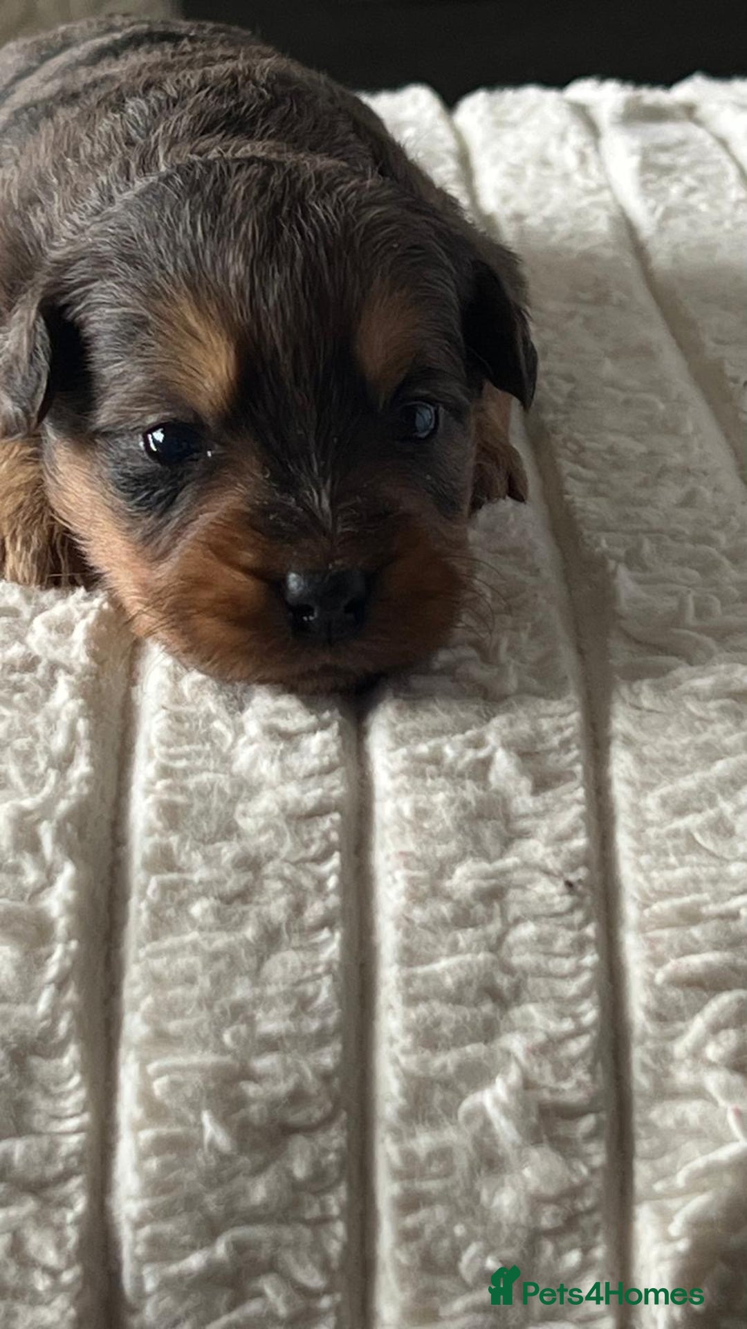 Jackapoo dogs for sale: 🐶🐾 F1 Minature Jackapoos 🐶🐾 - Image 25