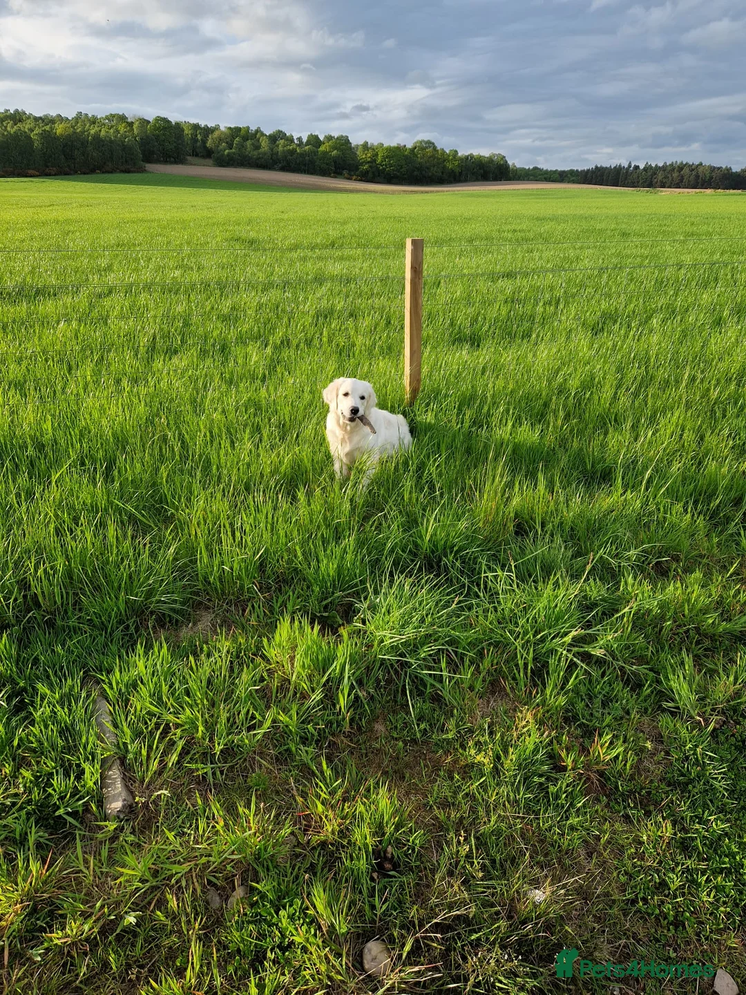 Goldador dogs for sale: Goldador Puppies – Show & Working Lines in Perth - Advert 2