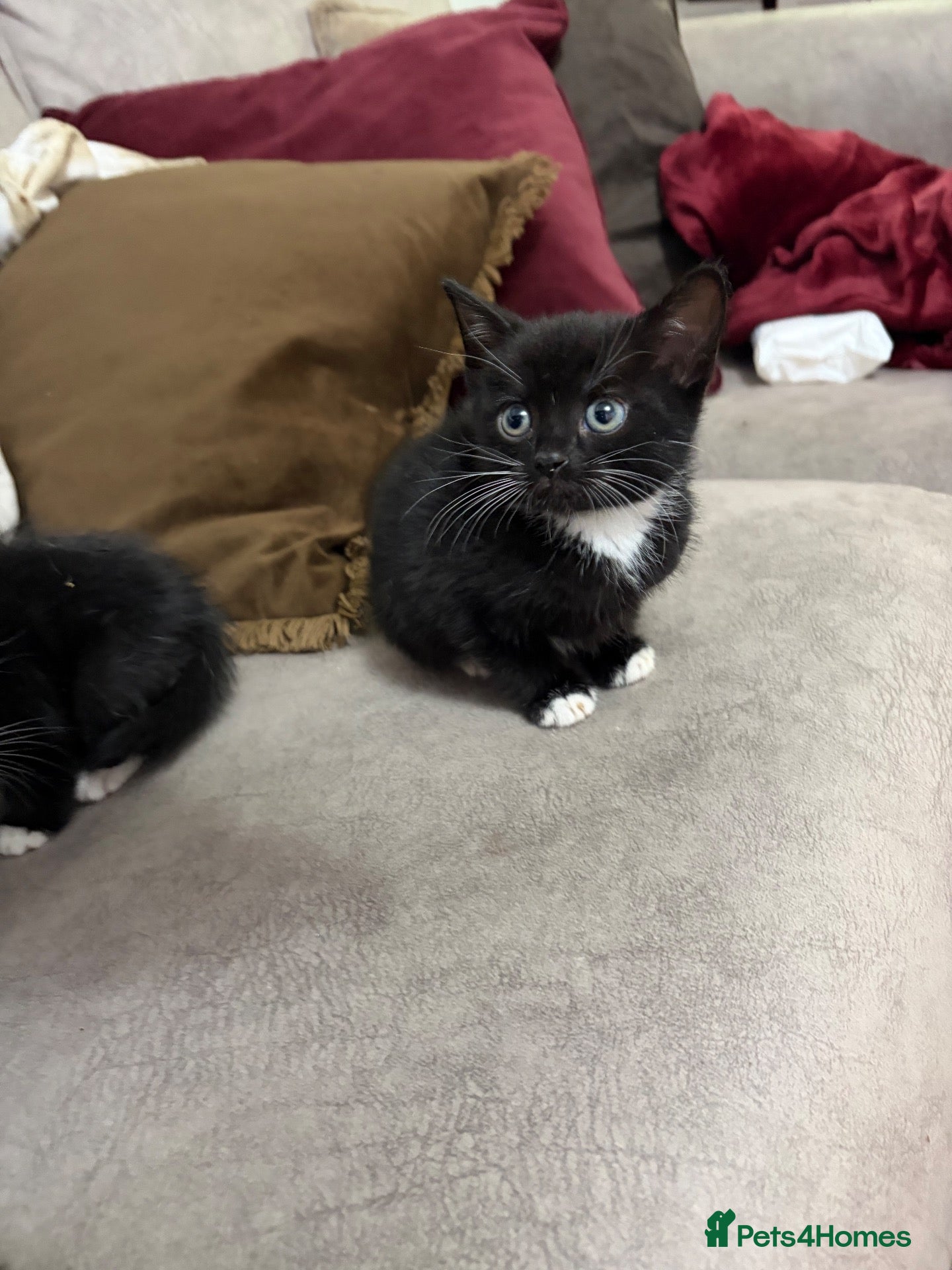 Mixed Breed cats Black and Mixed breed kittens Mum ragdoll  - Advert 20
