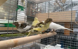 Canaries birds for sale: Mixed canaries  - Image 1