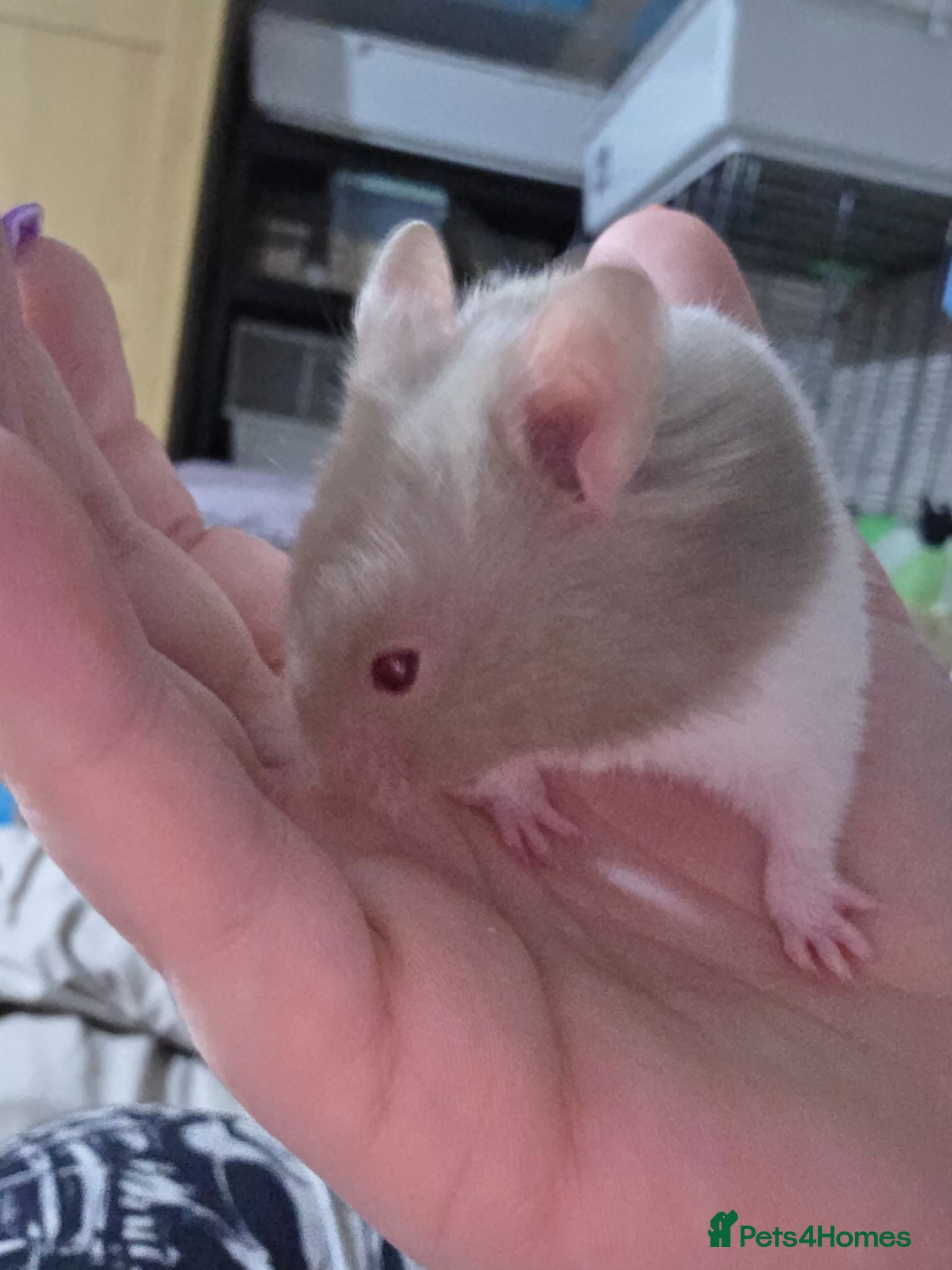 Hamster rodents Syrian hamsters 1 male left - Advert 20