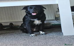 Pomeranian dogs for sale: 2 dogs needing to be rehomed. - Image 6