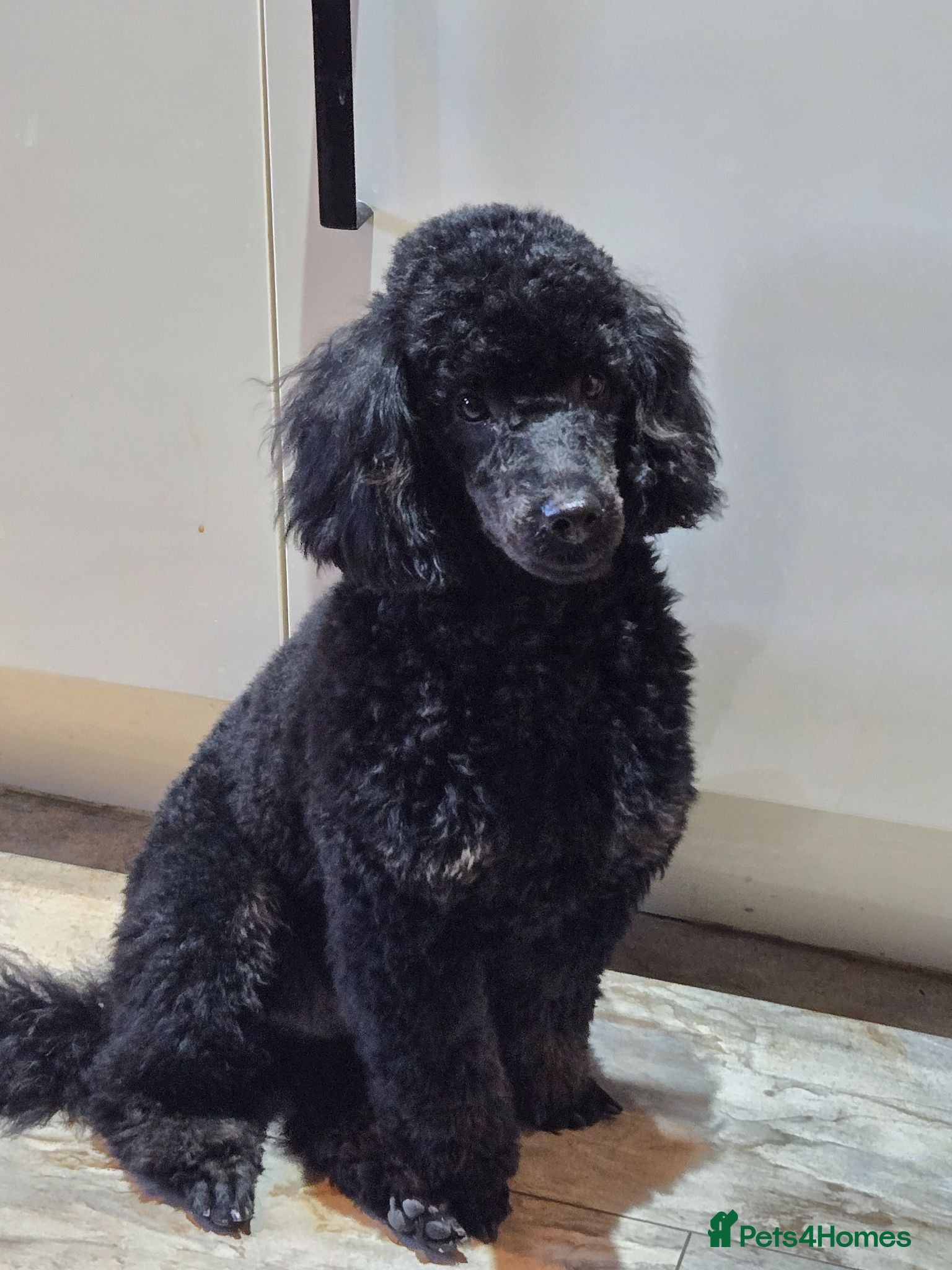 Toy Poodle dogs KC Register Phantom Toy Poodle for stud - Advert 1