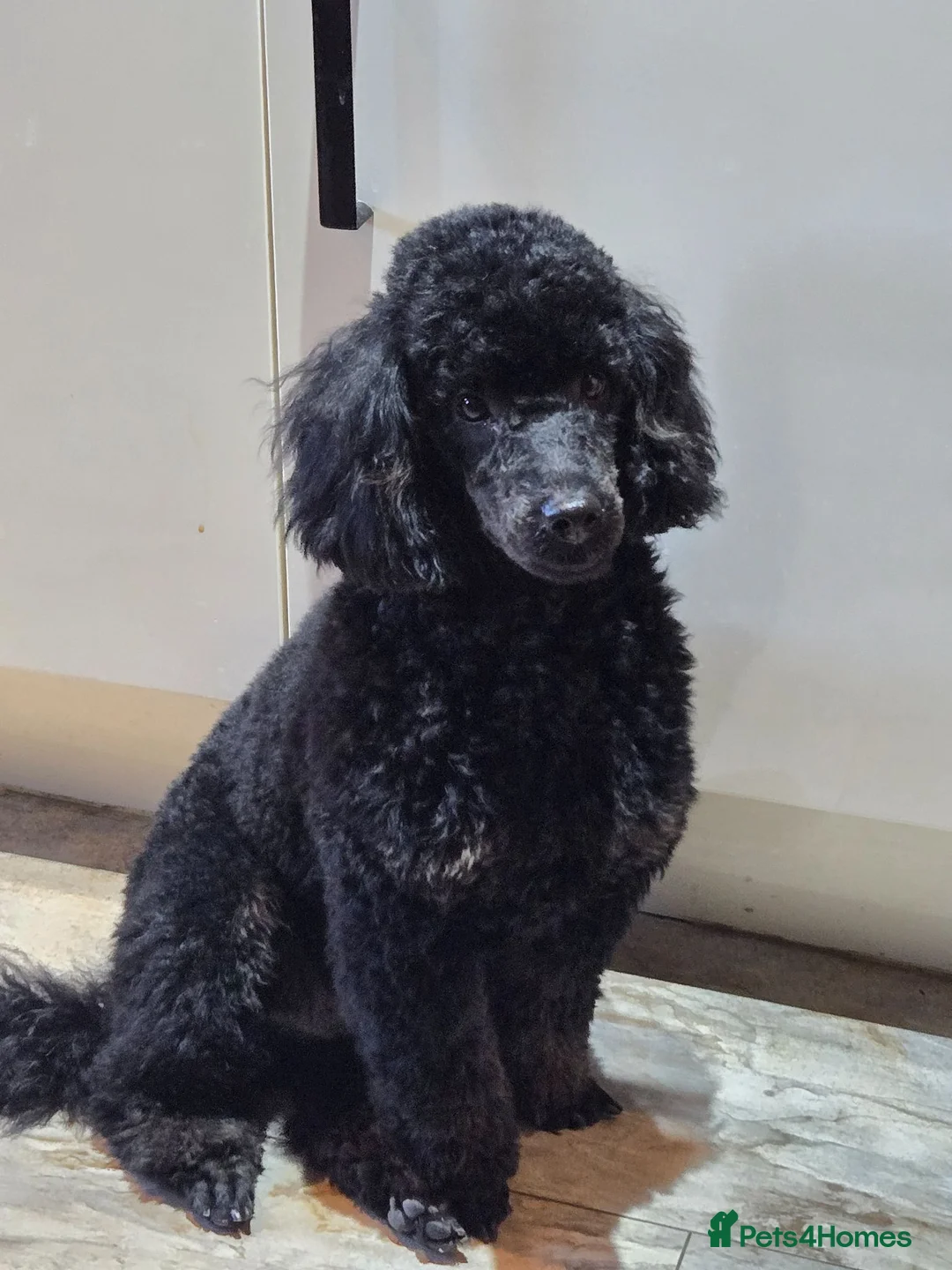 Toy Poodle dogs for stud: KC Register Phantom Toy Poodle for stud in Halifax - Advert 1