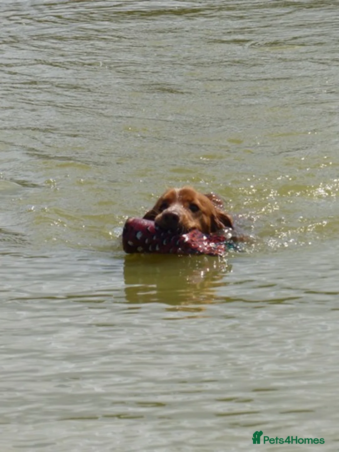 Cocker Spaniel dogs for stud: Pedigree working cocker spaniel standing at stud  in Tonbridge - Advert 6