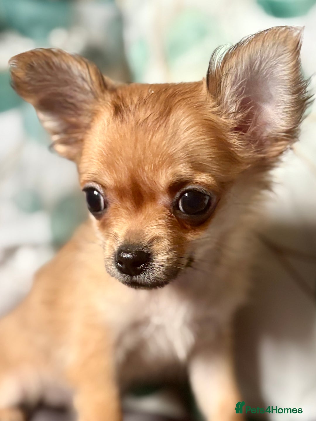 Chihuahua dogs for sale: REDUCED last long hair female pup. - Image 9