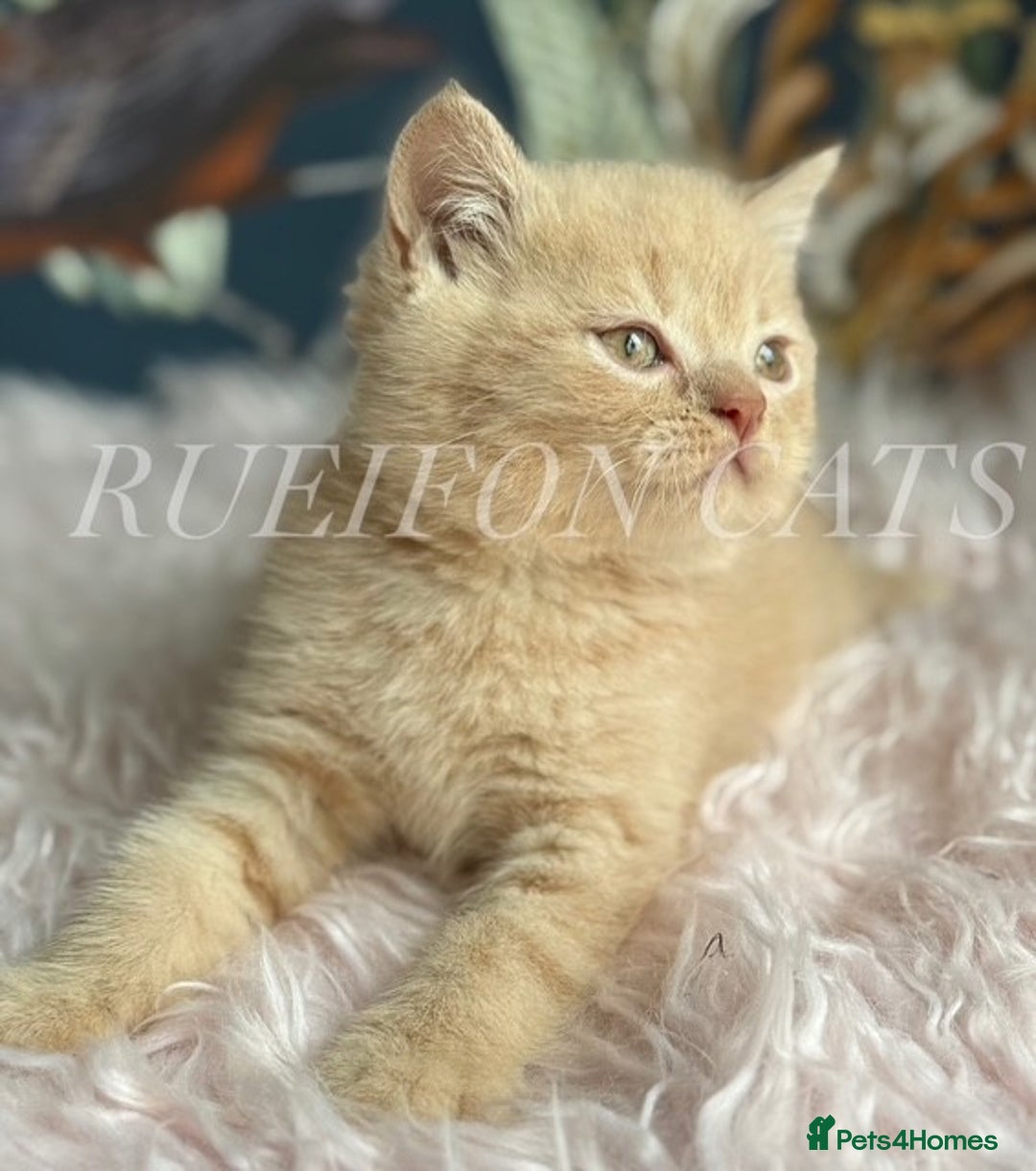 British Shorthair cats for sale: GCCF Registered British Shorthair kittens - Image 2