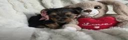 Yorkshire Terrier dogs for sale: Yorkshire Terrier Puppies Mini - Advert 9
