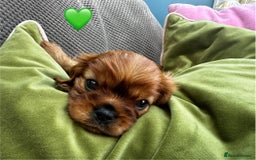 Cavalier King Charles Spaniel dogs for sale: Beautiful Ruby boys - Image 11