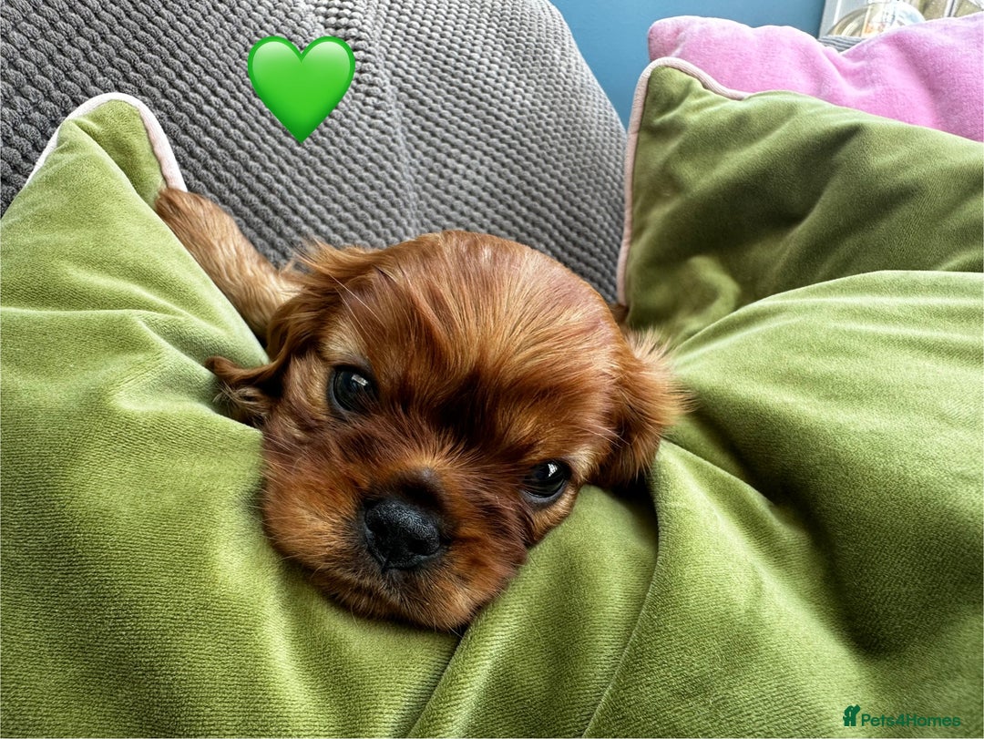 Cavalier King Charles Spaniel dogs for sale: Beautiful Ruby boys - Image 11