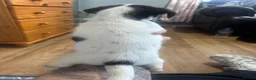 Mixed Breed dogs for sale: 3 boy jack Russel’s for sale  - Advert 3