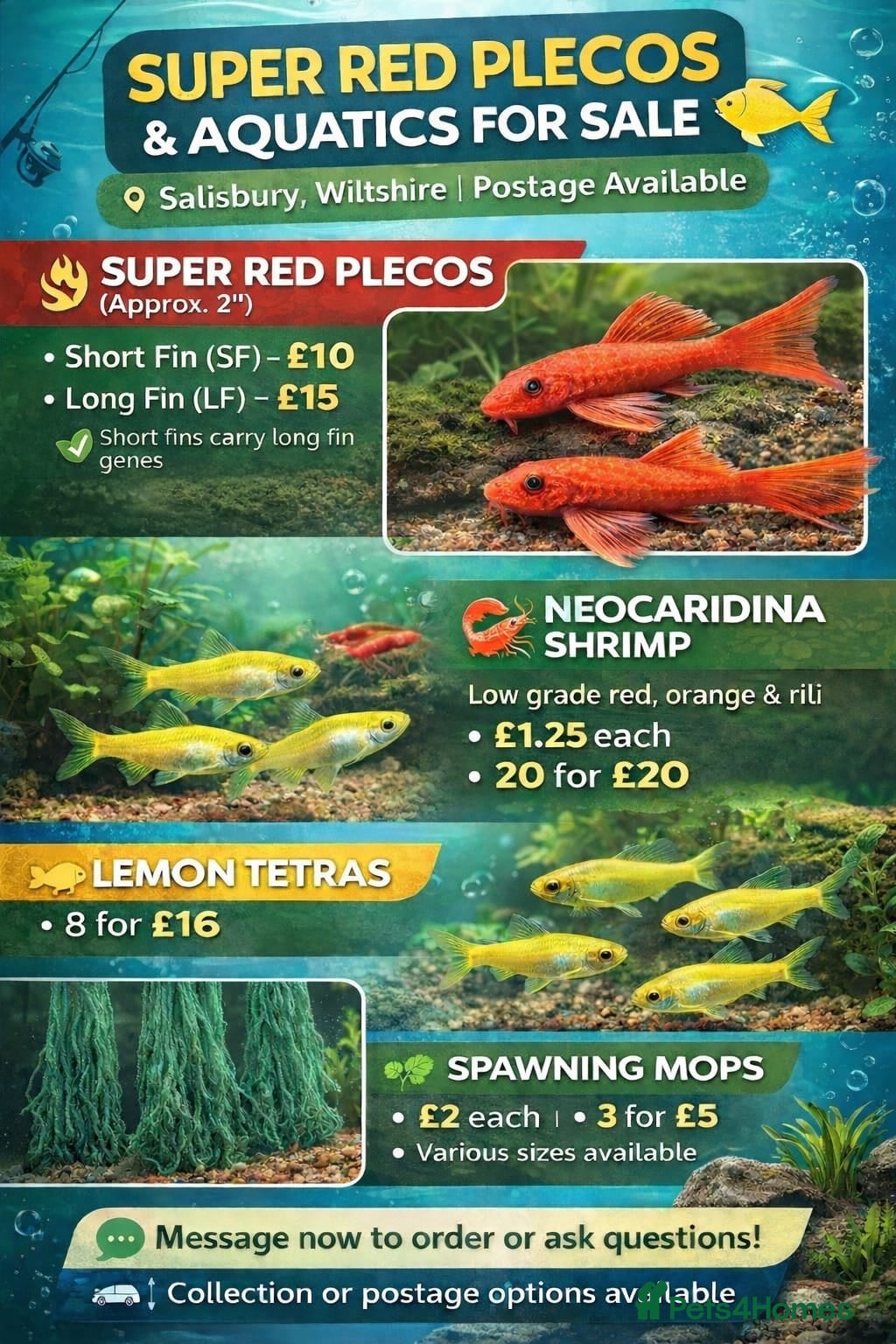 Plecos fish Super red plecos, shrimp, tetra and more. - Advert 1