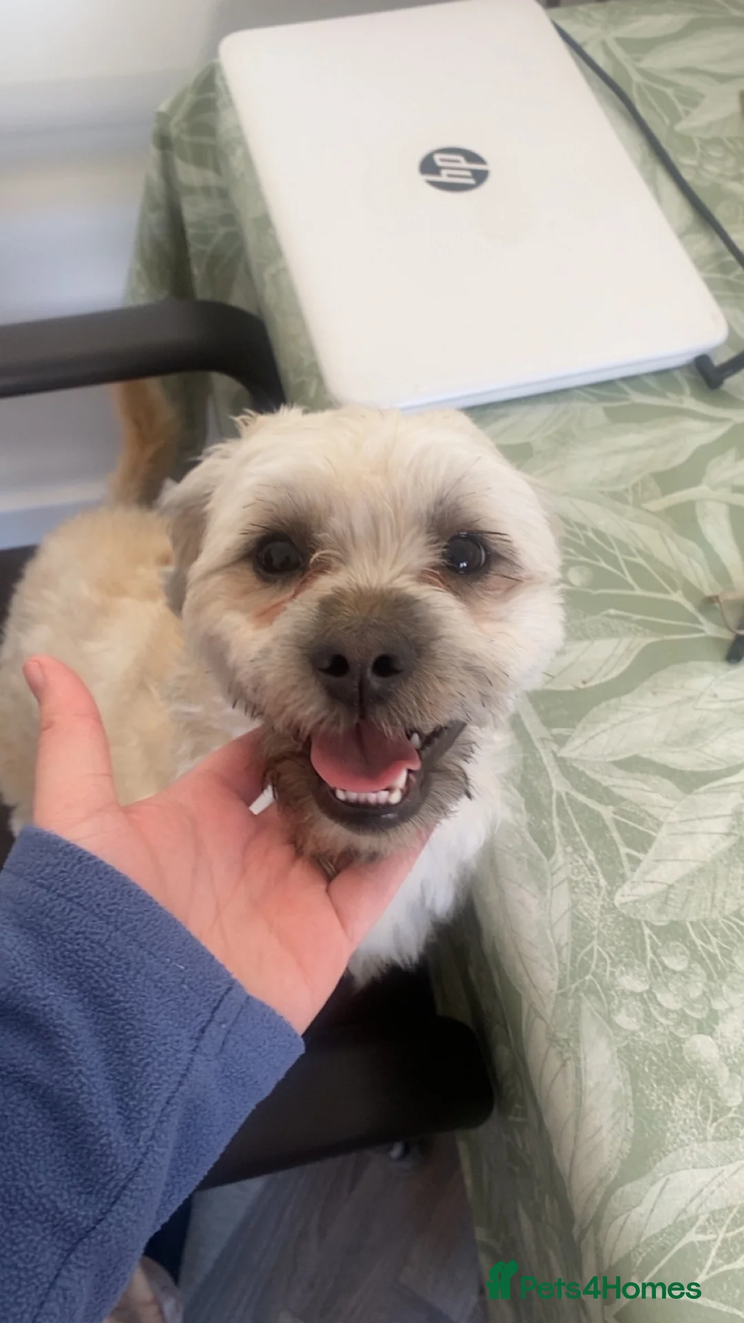 Lhasa Apso dogs for stud: Lhasapso for studding  - Advert 4