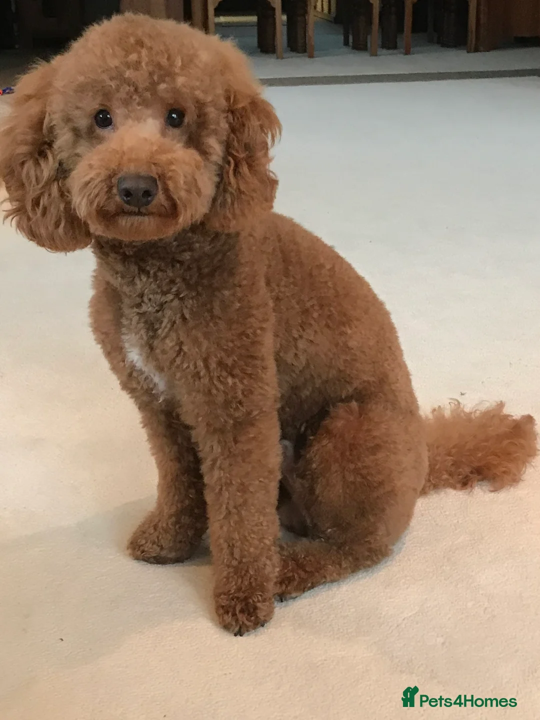 Cavapoo dogs for stud: ❤️Fully health tested red toy poodle❤️ - Advert 2