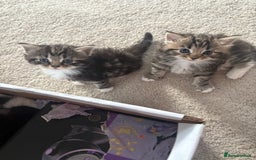 Ragdoll cats for sale: Ragdoll and Russian blue mix - Image 13