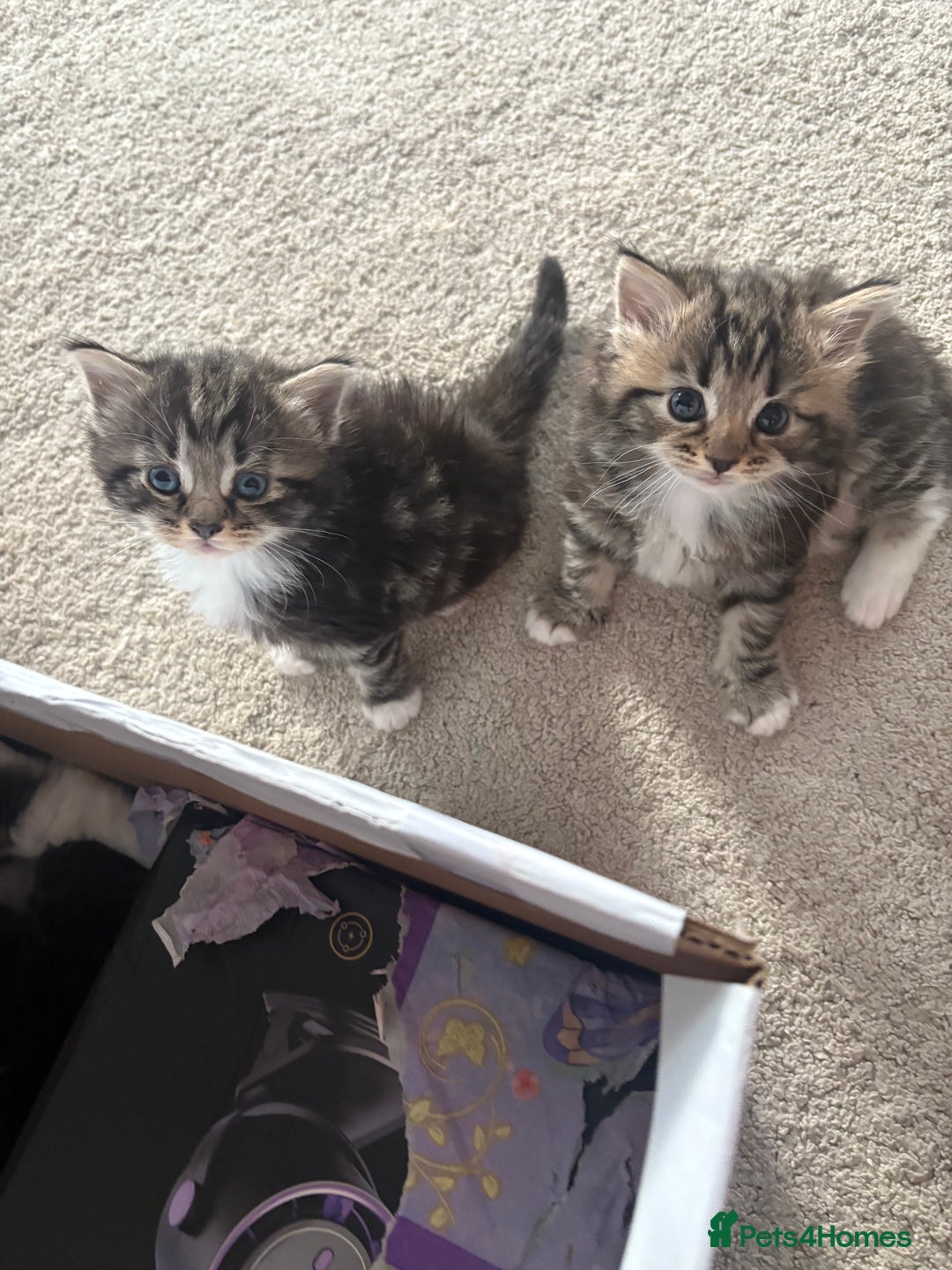 Ragdoll cats for sale: Ragdoll and Russian blue mix - Image 13