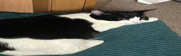 Mixed Breed cats for sale: Brother and sister rehoming  in Ashby-de-la-Zouch - Advert 5