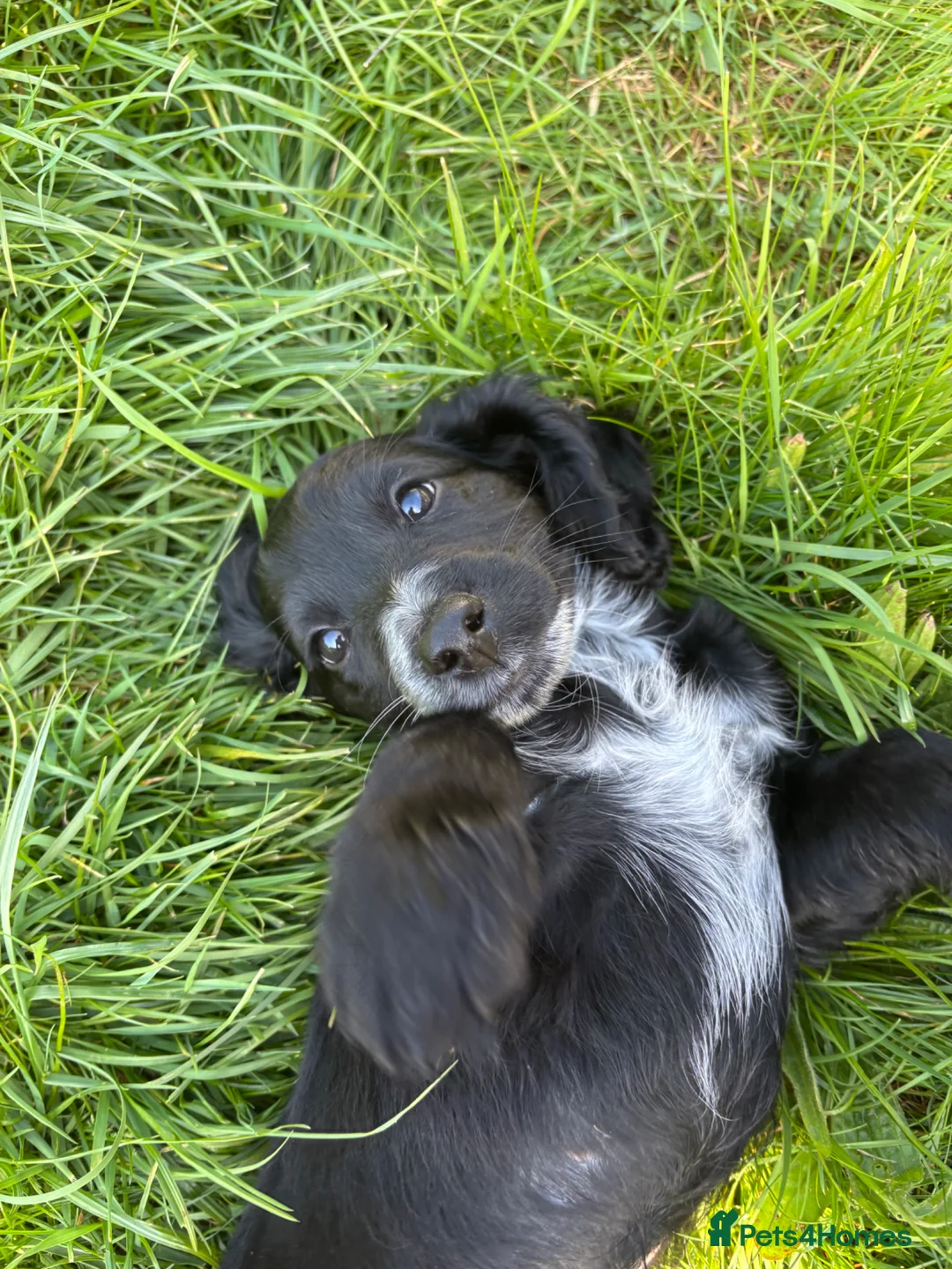 Cockapoo dogs for sale: 2 beautiful cockapoos left  - Advert 2