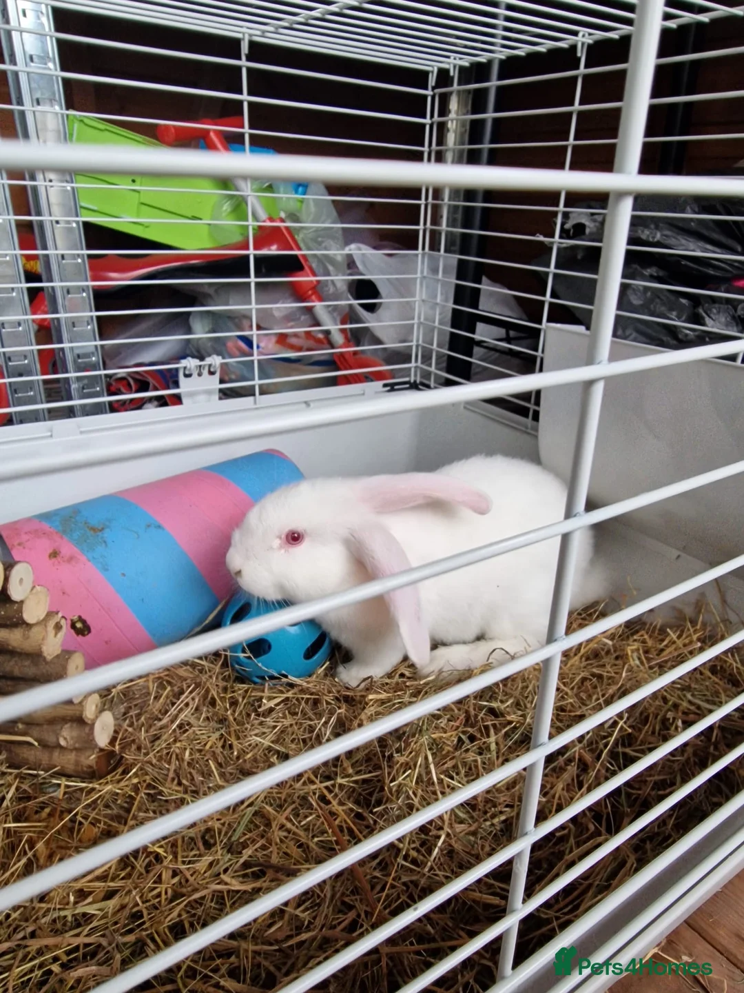 English Lop rabbits for sale: 2 english lops for sale in Matlock - Advert 2