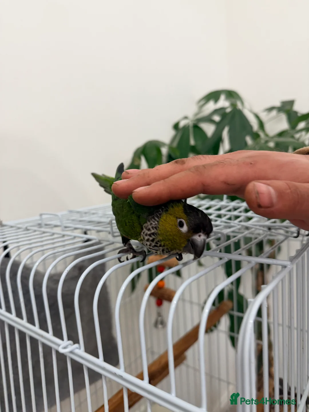 Conures birds for sale: Black capped conure -tamed  - Advert 2